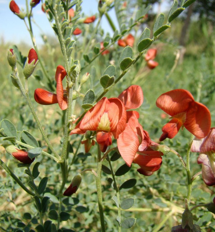 Cephalanthera rubra