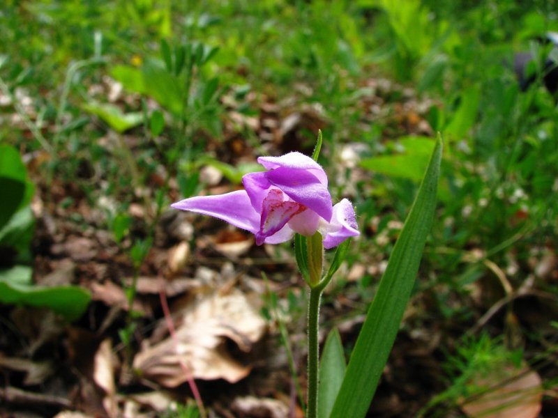 Пыльцеголовник красный Cephalanthera rubra