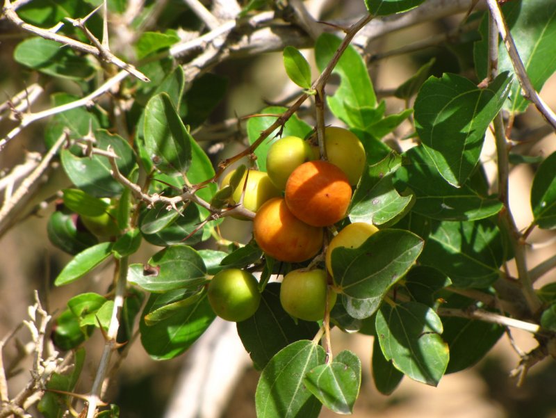 Palash Flower Tree images