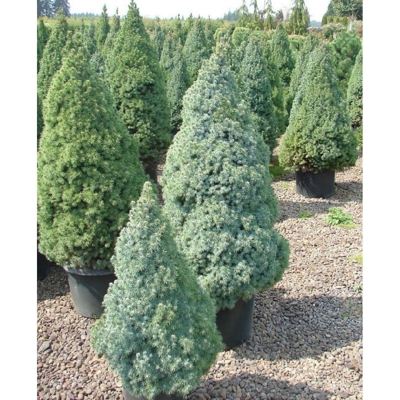 Ель канадская Picea glauca
