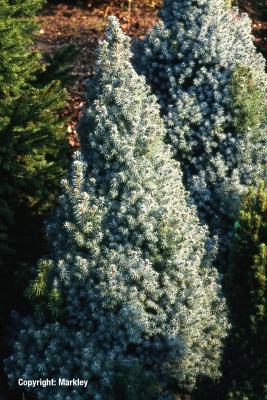 Ель канадская Picea glauca Rainbow's end