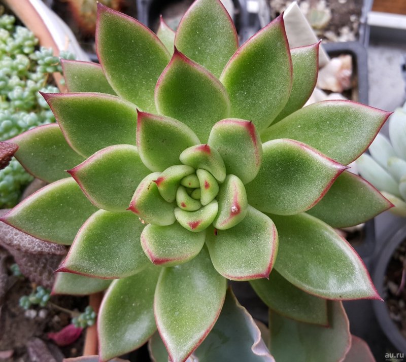 Эхеверия изящная Echeveria elegans
