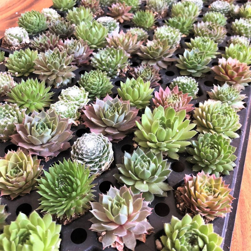 Молодило, «каменная роза» (Sempervivum)