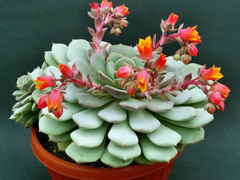 Молодило Sempervivum Cassiopea