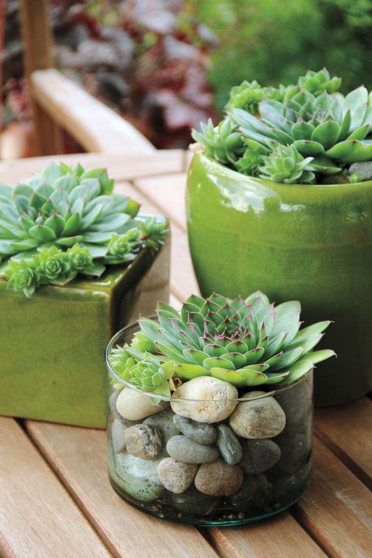 Молодило, «каменная роза» (Sempervivum)