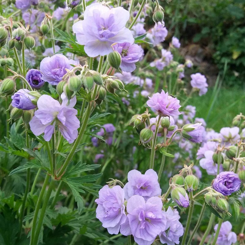 Герань Geranium cloud Nine