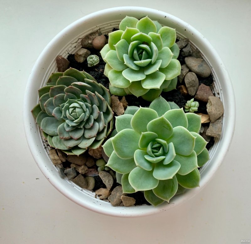 Суккулент эхеверия Echeveria