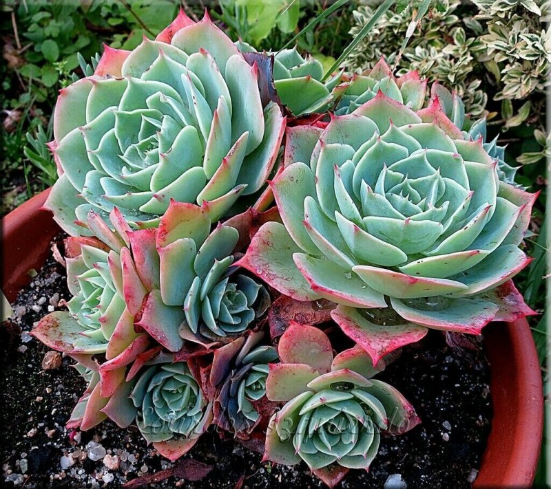 Суккулент эхеверия Echeveria