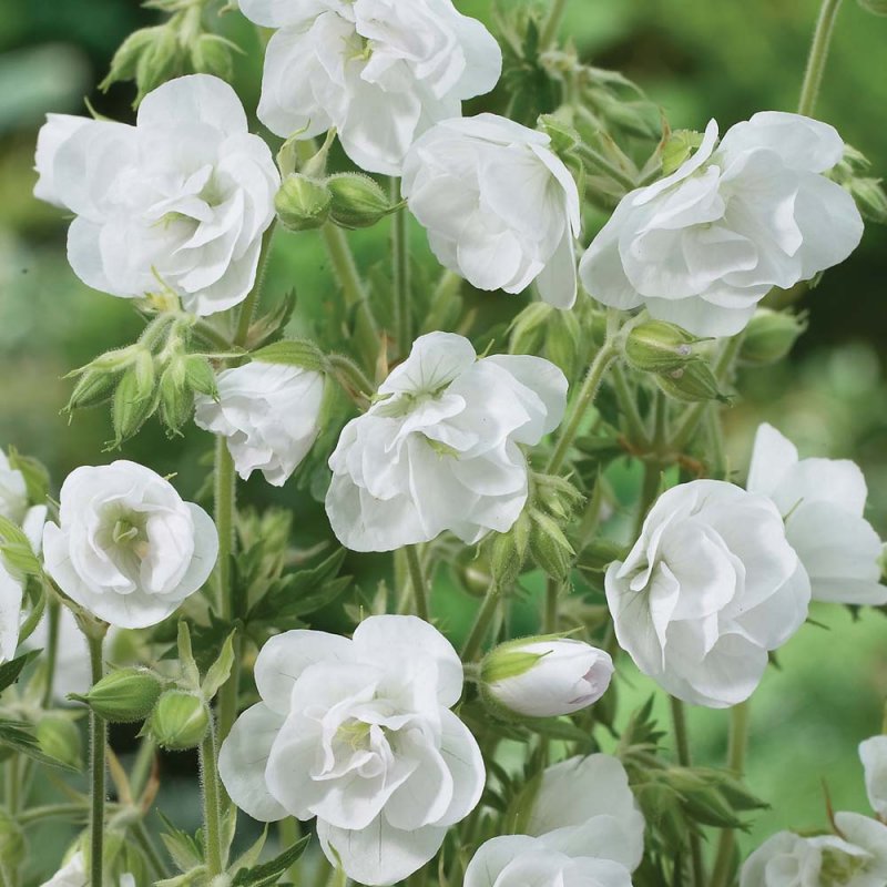Герань Луговая Лаура Geranium pratense Laura