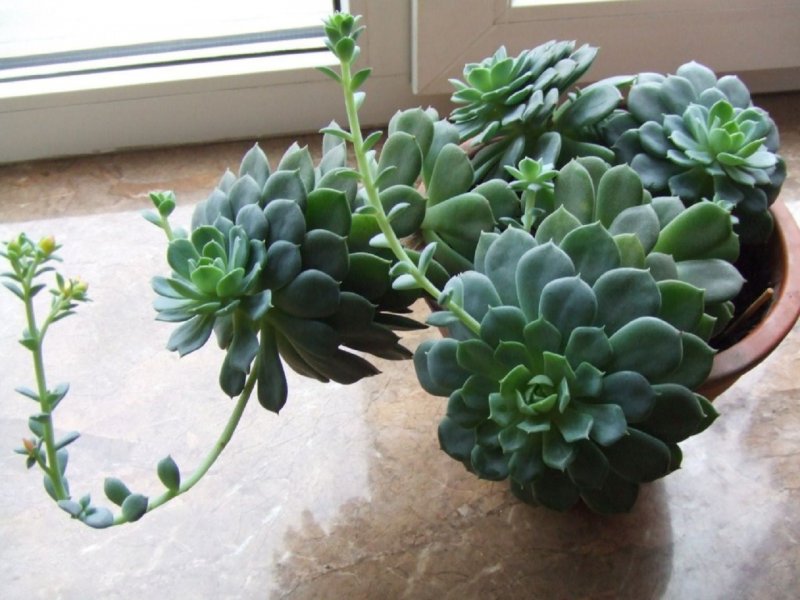 Суккулент эхеверия Echeveria