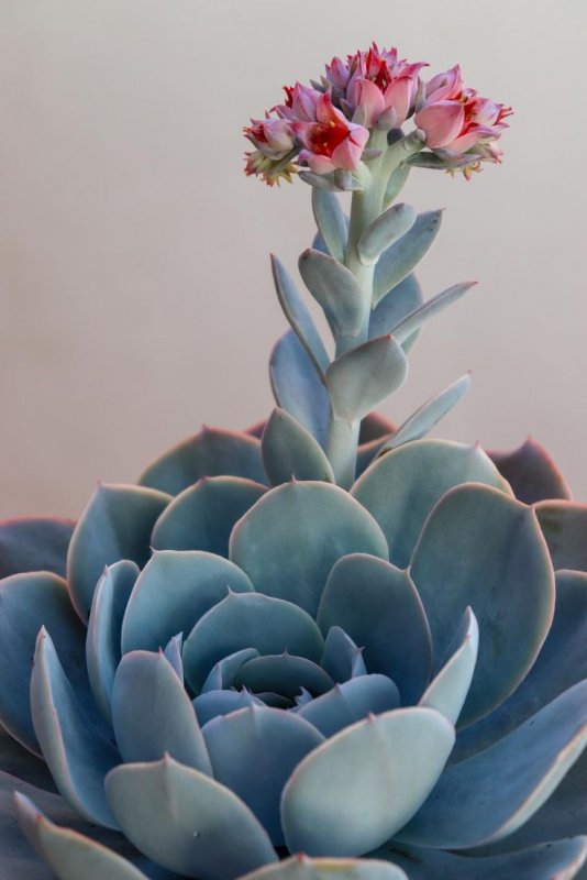Молодило (Sempervivum)