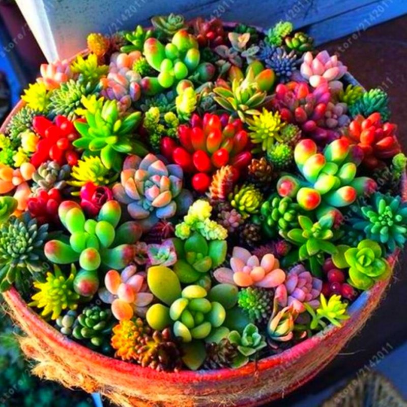 Суккулент эхеверия Echeveria