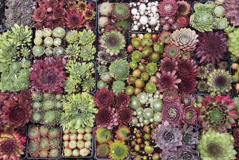 Молодило, «каменная роза» (Sempervivum)