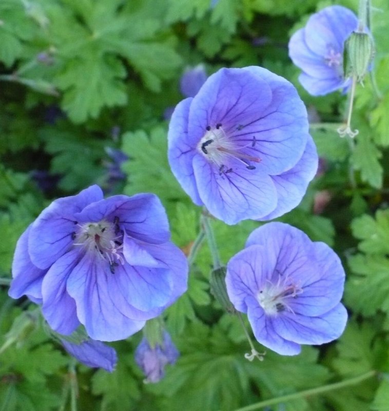 Герань гималайская (Geranium himalayense) "Лаура