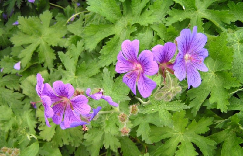 Герань великолепная (Geranium Magnificum)