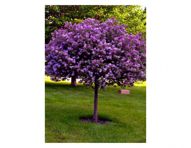 Little Trees Lilac артикул