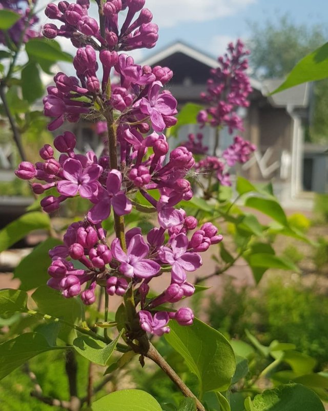 Сирень Палибин куст