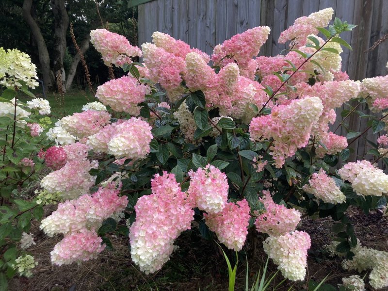 Hydrangea paniculata Sundae Fraise