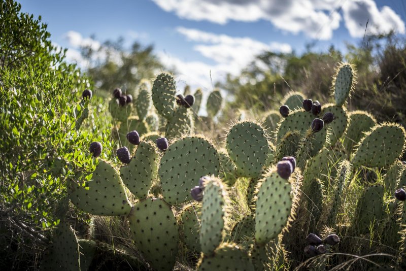 Растения Кактусовые опунция (Opuntia)