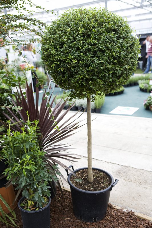 Ligustrum jonandrum