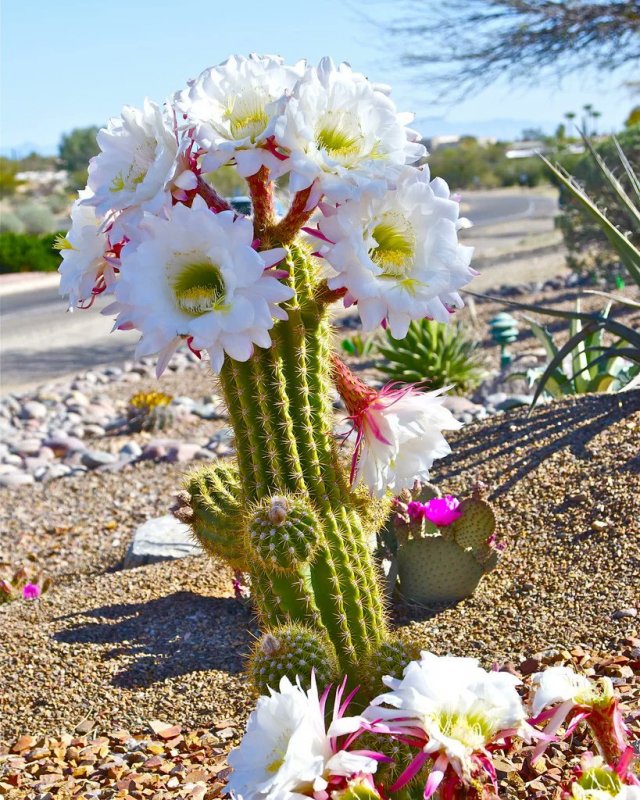 Кактусовые Cactaceae