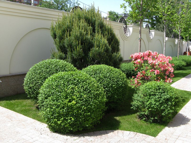 Carpinus betulus 'Fastigiata'
