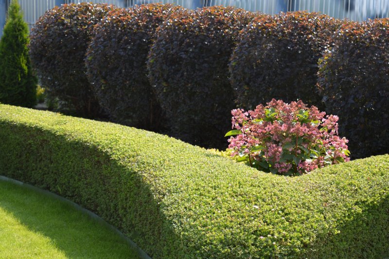 Ligustrum japonicum