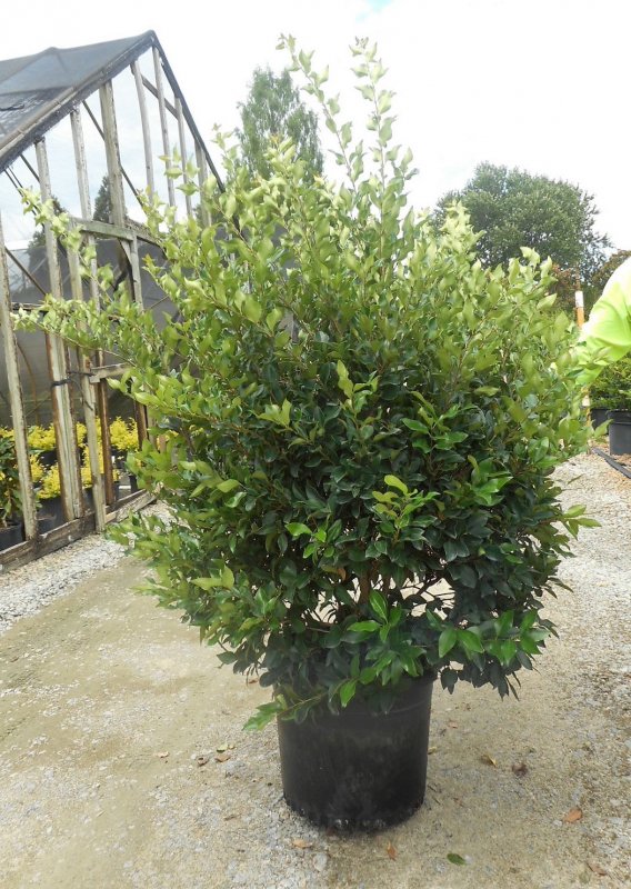 Ligustrum japonicum
