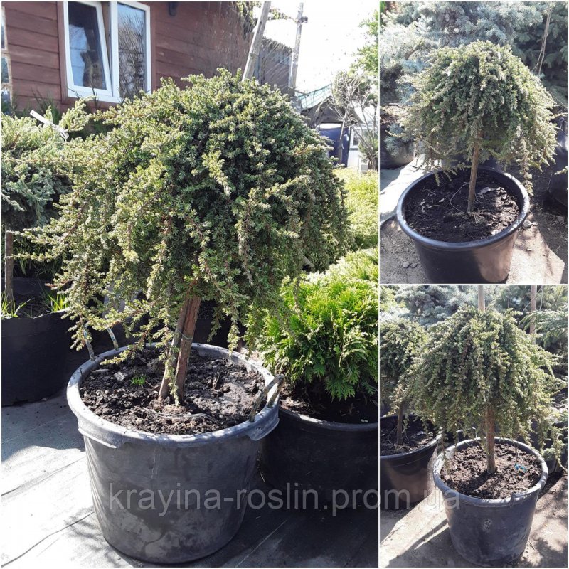 Juniperus communis Greenmantle на штамбе