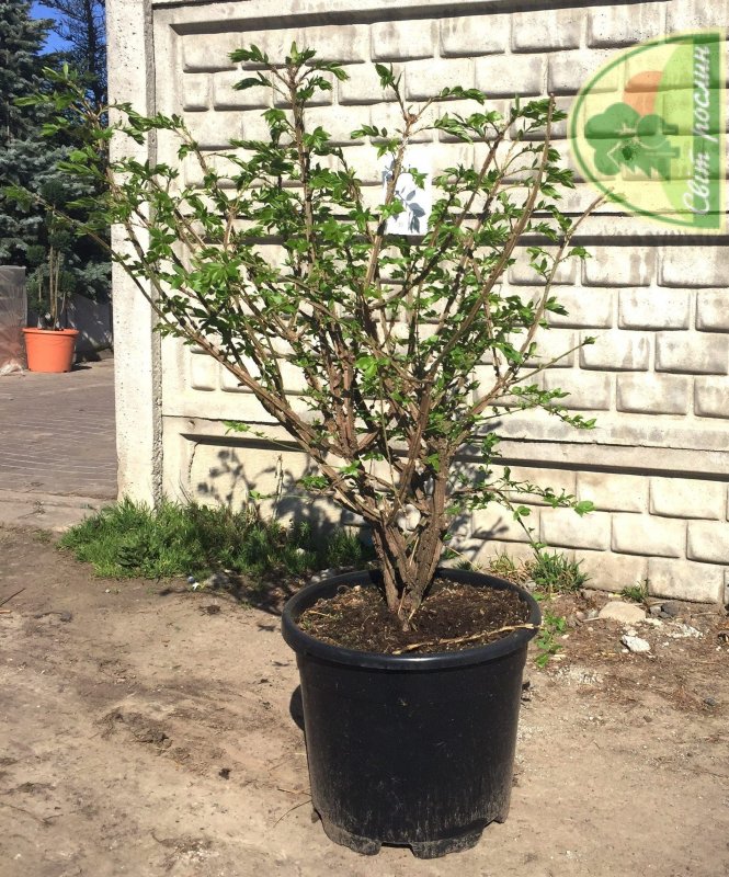 Можжевельник виргинский на штамбе