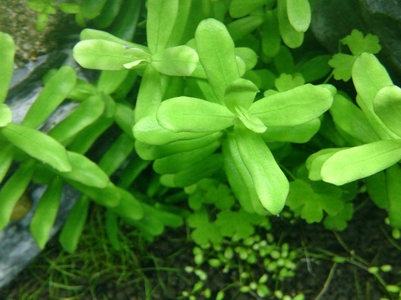 Бакопа амплексикаулис