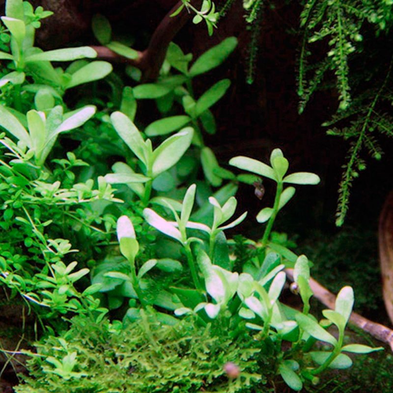 Бакопа Монье Bacopa monnieri