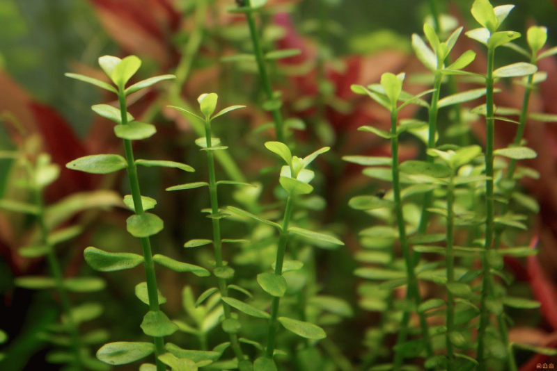 Bacopa monnieri