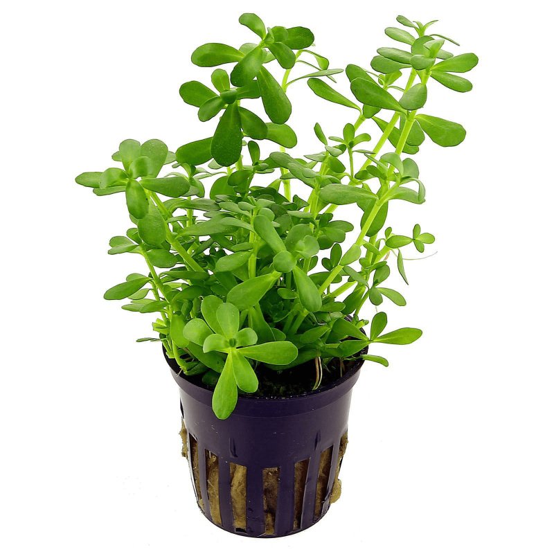 Бакопа Bacopa Arusha White