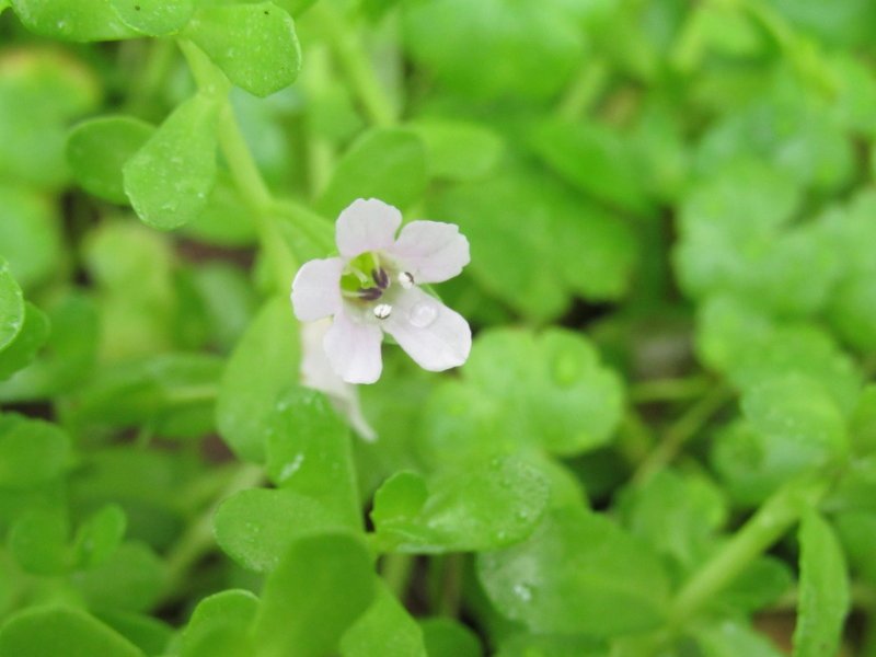 Бакопа Bacopa Betty Green