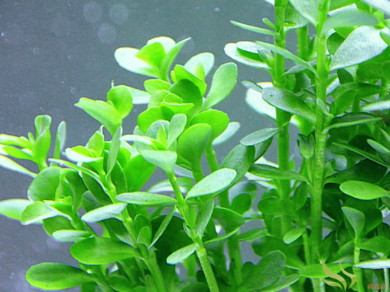 Бакопа Монье Bacopa monnieri