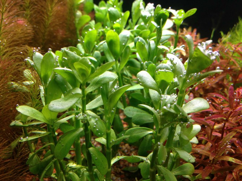 Бакопа Монье Bacopa monnieri