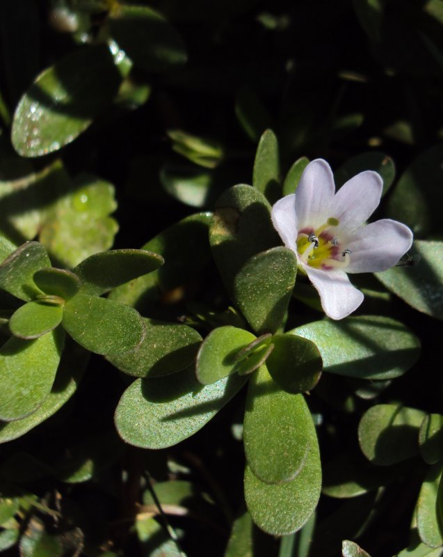 Bacopa monniera variegatus