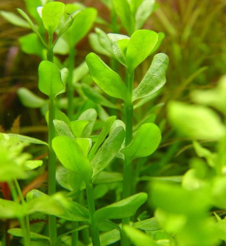Бакопа Монье Bacopa monnieri