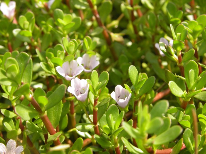 Бакопа Монье Bacopa monnieri
