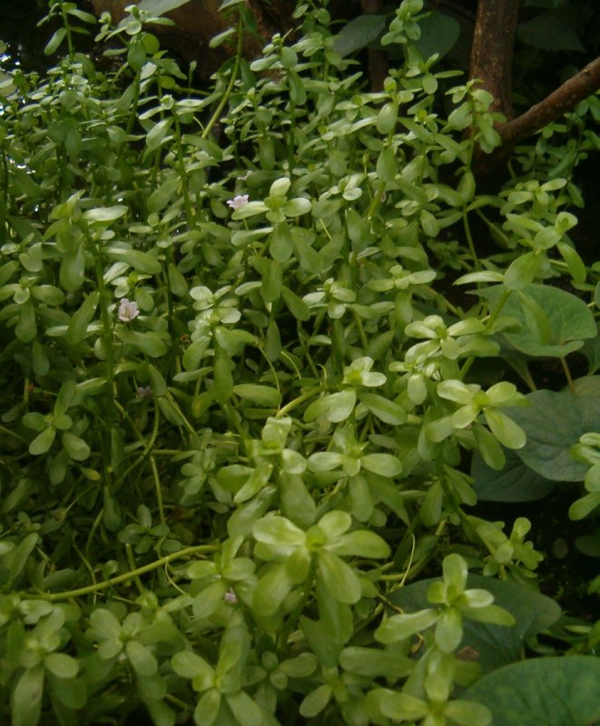Brahmi Bacopa