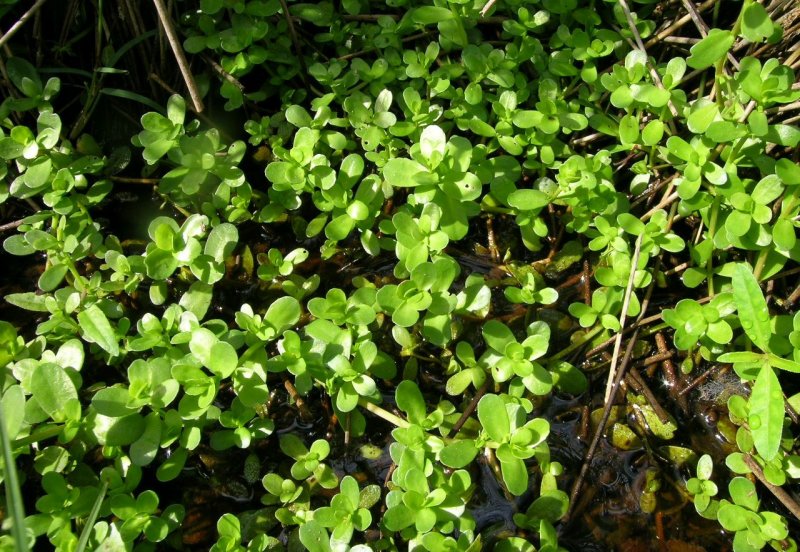 Bacopa monnieri Brahmi