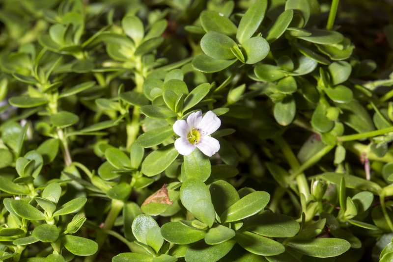 Brahmi Bacopa