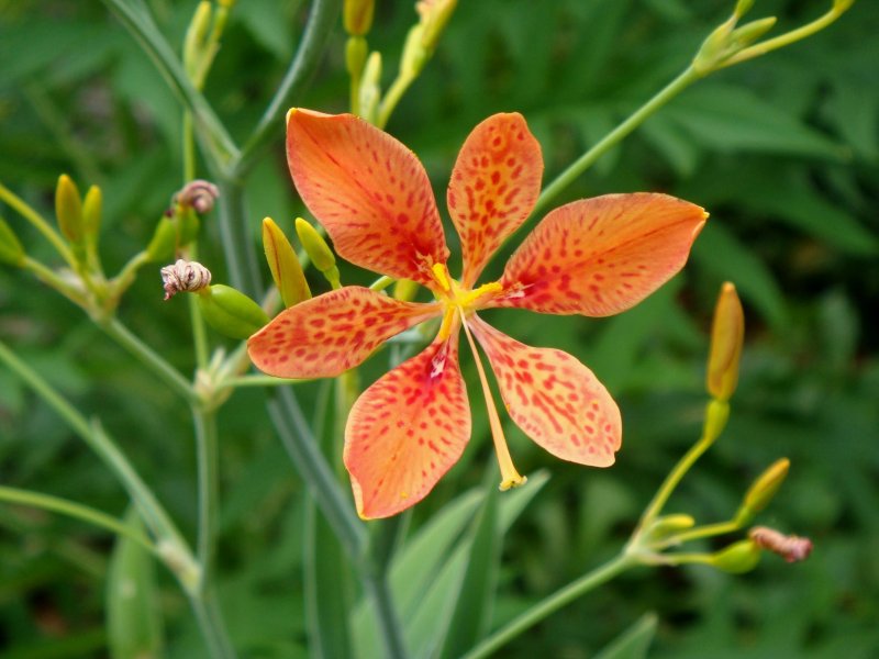 Беламканда китайская, Belamcanda chinensis
