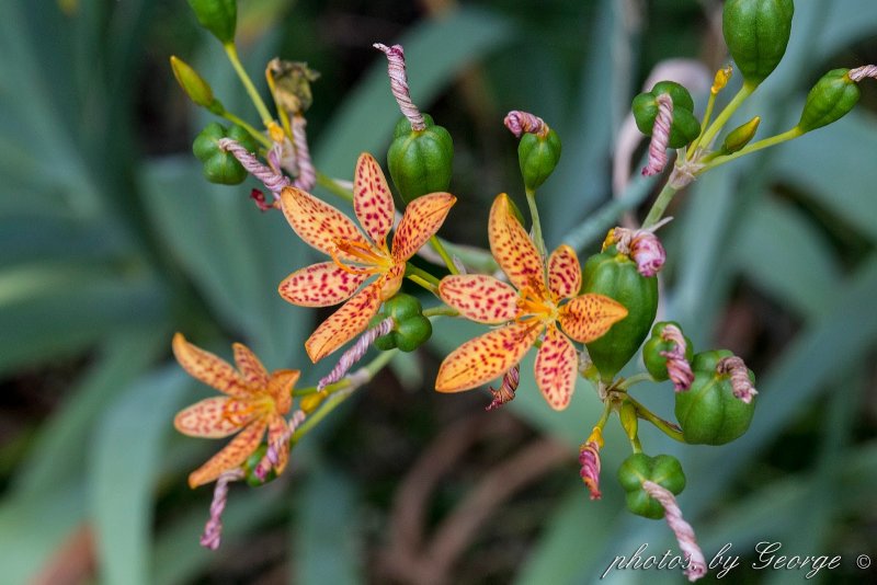 Belamcanda chinensis