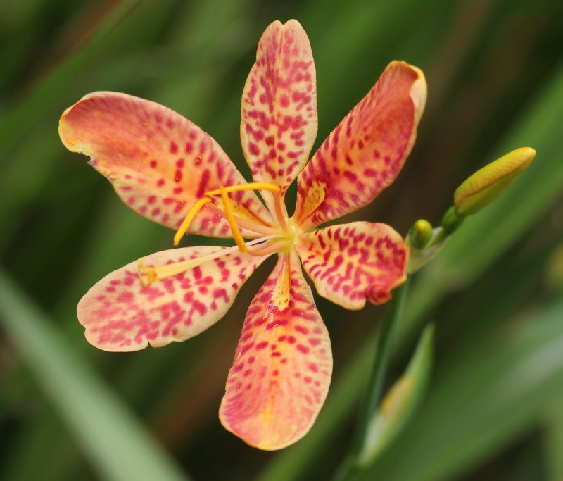 Беламканда китайская Iris domestica