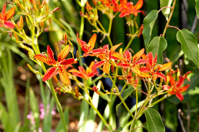 BLACKBERRY Lily Flava