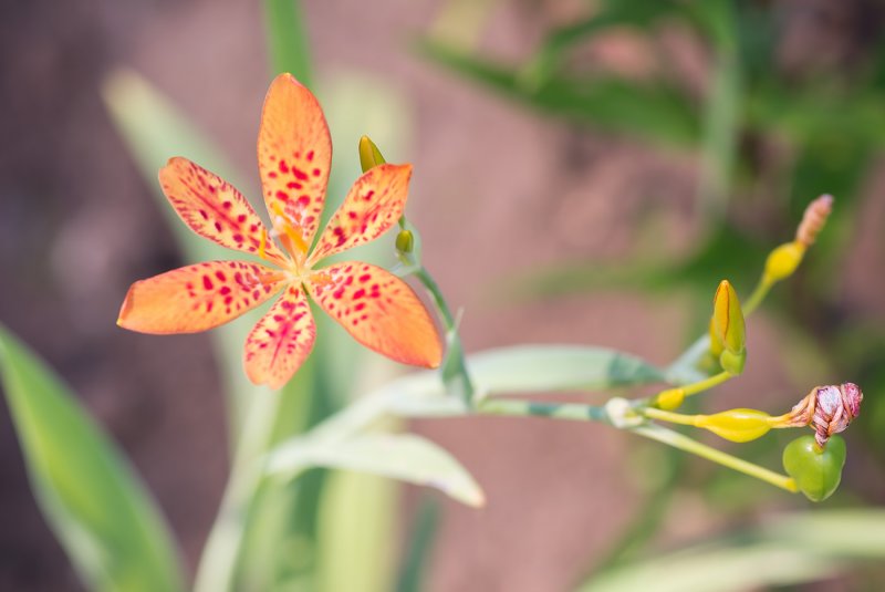 Беламканда китайская, Belamcanda chinensis