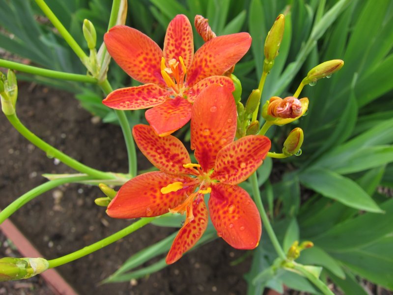 Беламканда китайская, Belamcanda chinensis