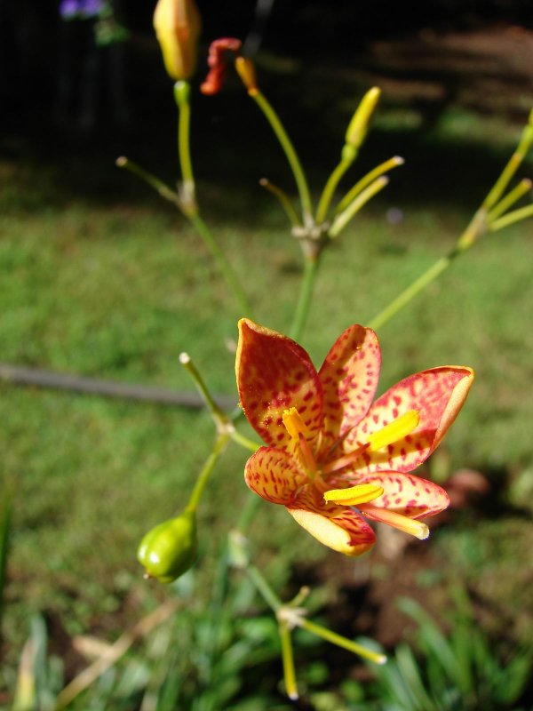 Belamcanda chinensis